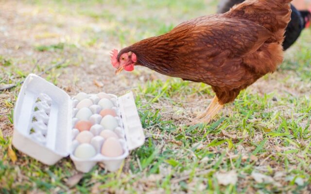 Chicken looking at box of eggs